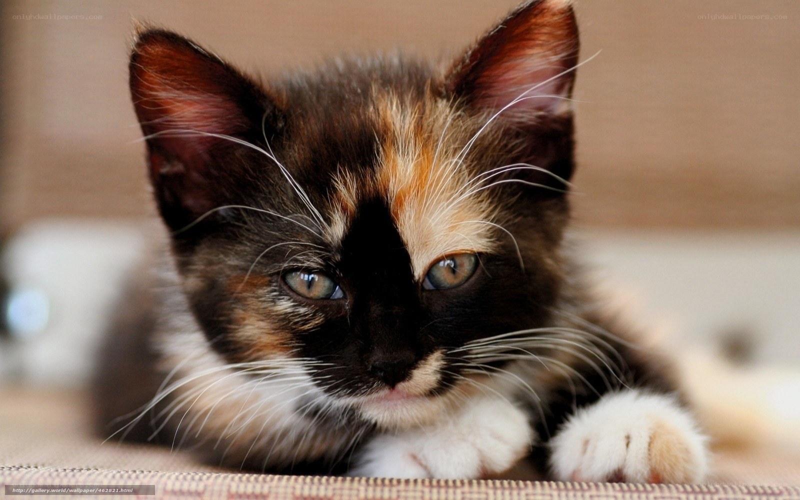 calico kitten close-up