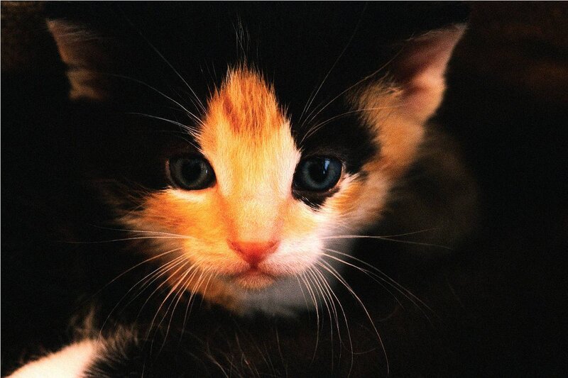 calico kitten close-up