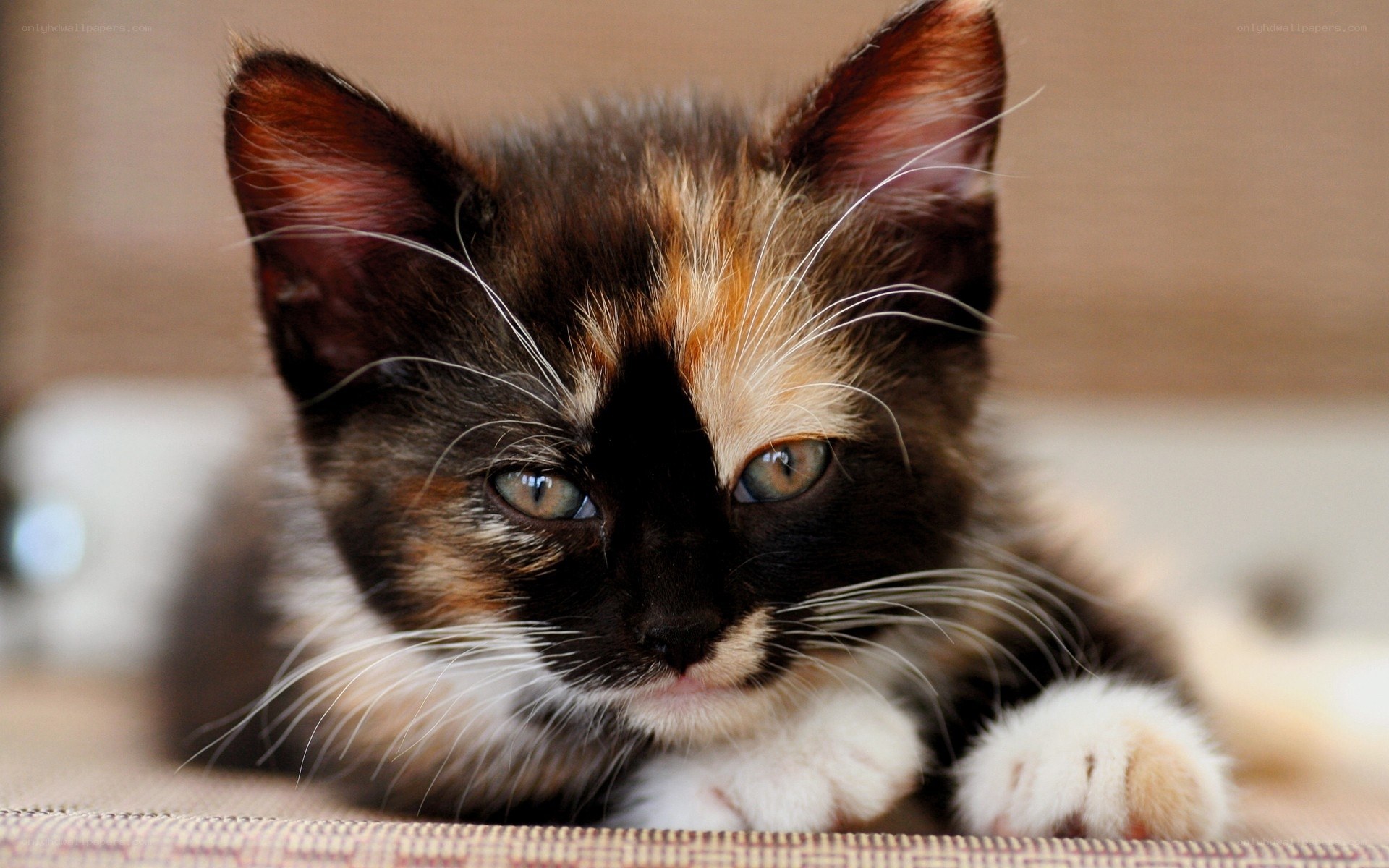 calico kitten close-up