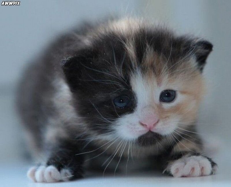 calico kitten crawling