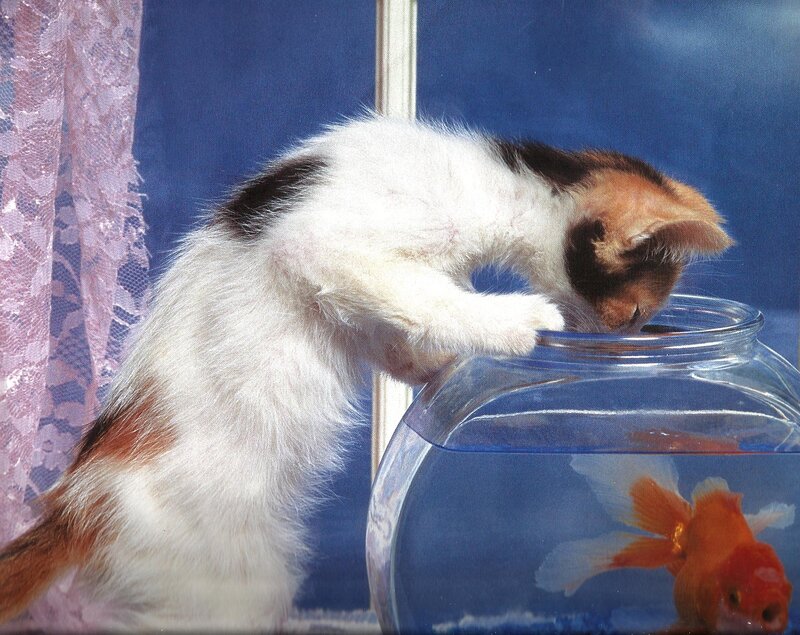Calico Kitten Drinking from Bowl
