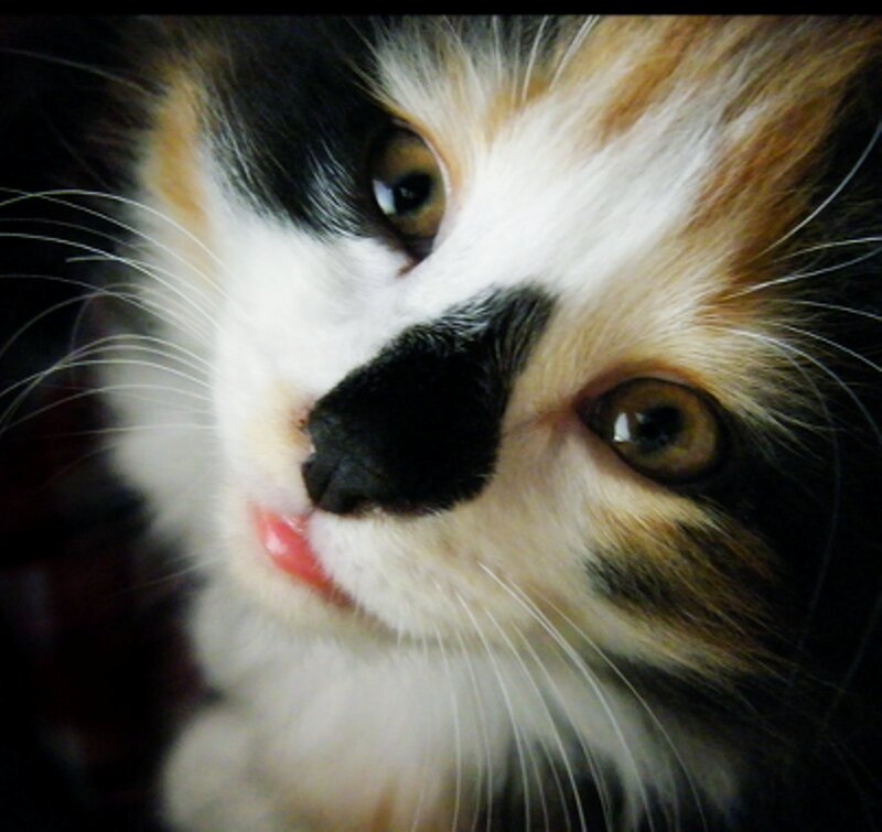 Calico Kitten Face