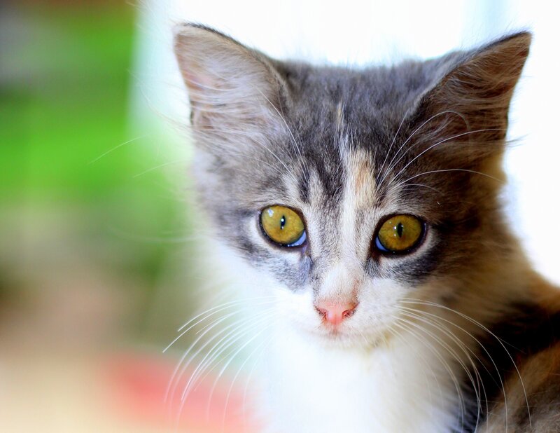 Calico Kitten — Gray