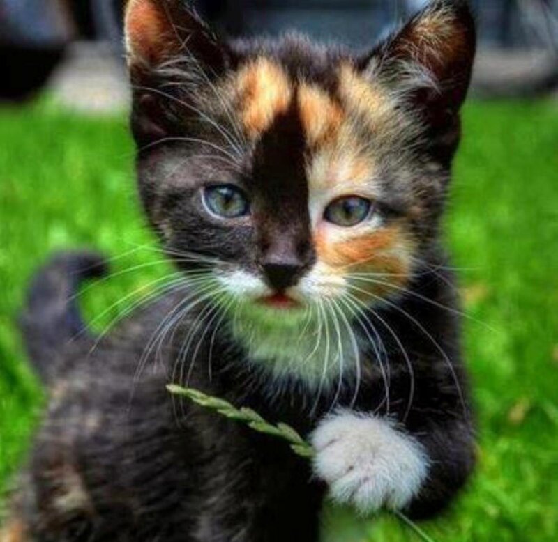 Calico Kitten — Green