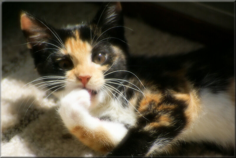 Calico Kitten Grooming — Black, Peaceful