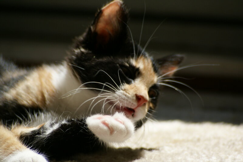 Calico Kitten Grooming — Black