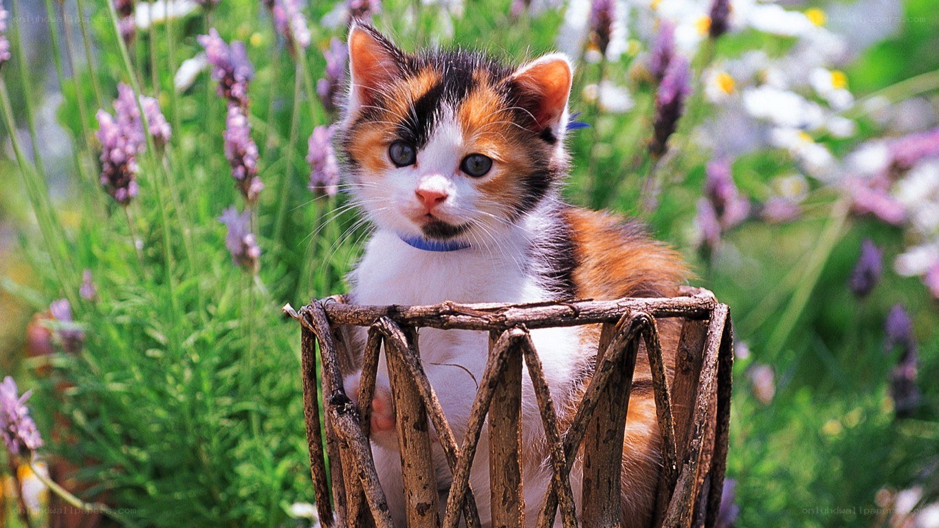 calico kitten in a basket