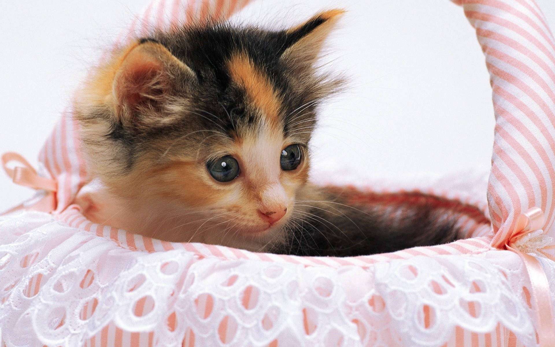 calico kitten in a basket