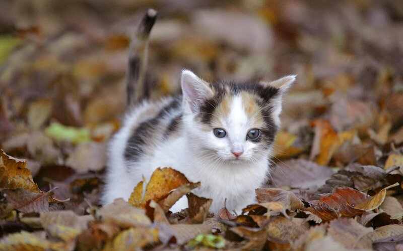 calico kitten in autumn leaves