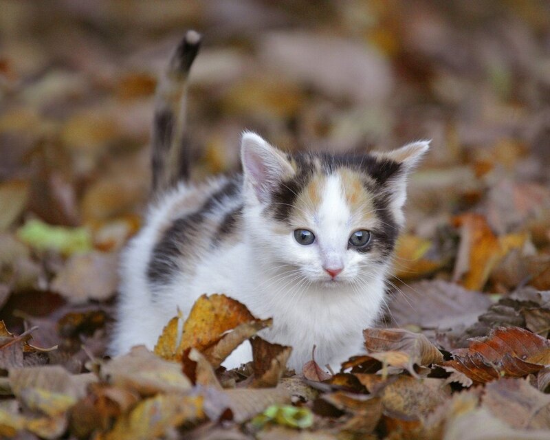 calico kitten in autumn leaves