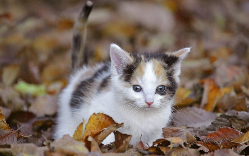 calico kitten in autumn leaves