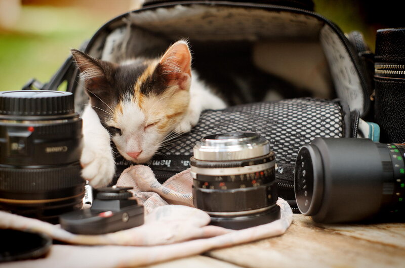 Calico Kitten in Bag — Black