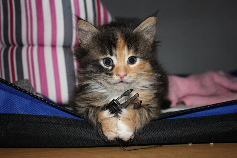 Calico Kitten in Bag
