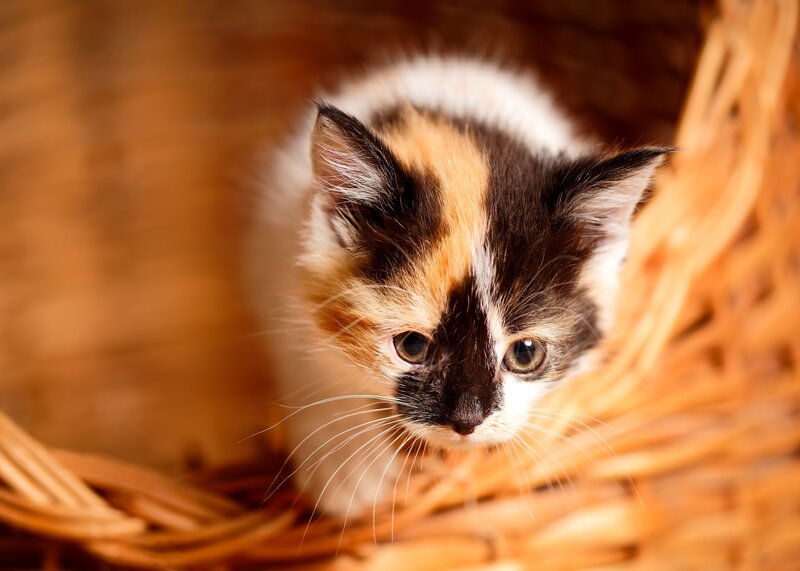 Calico Kitten in Basket — Brown, Curious