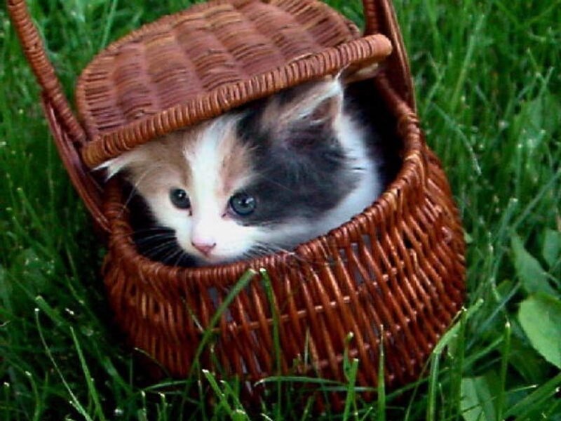 Calico Kitten in Basket — Brown, Peaceful
