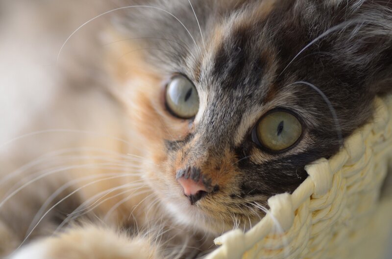 Calico Kitten in Basket — Brown