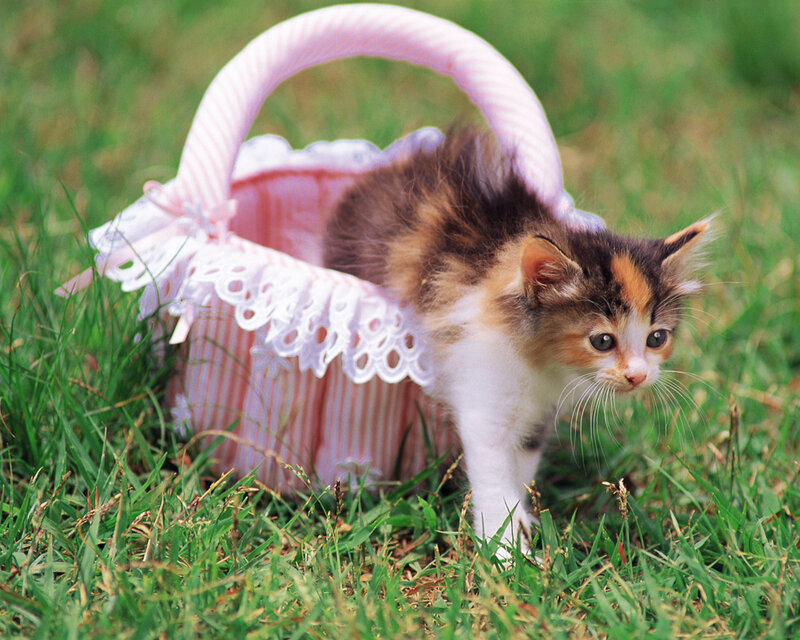 Calico Kitten in Basket — Green, Peaceful