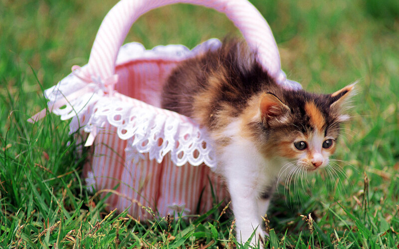 Calico Kitten in Basket — Green