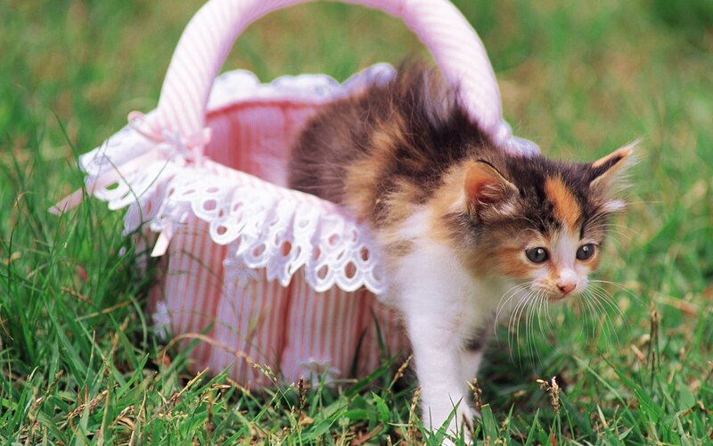 Calico Kitten in Basket — Pink, Playful, Afternoon