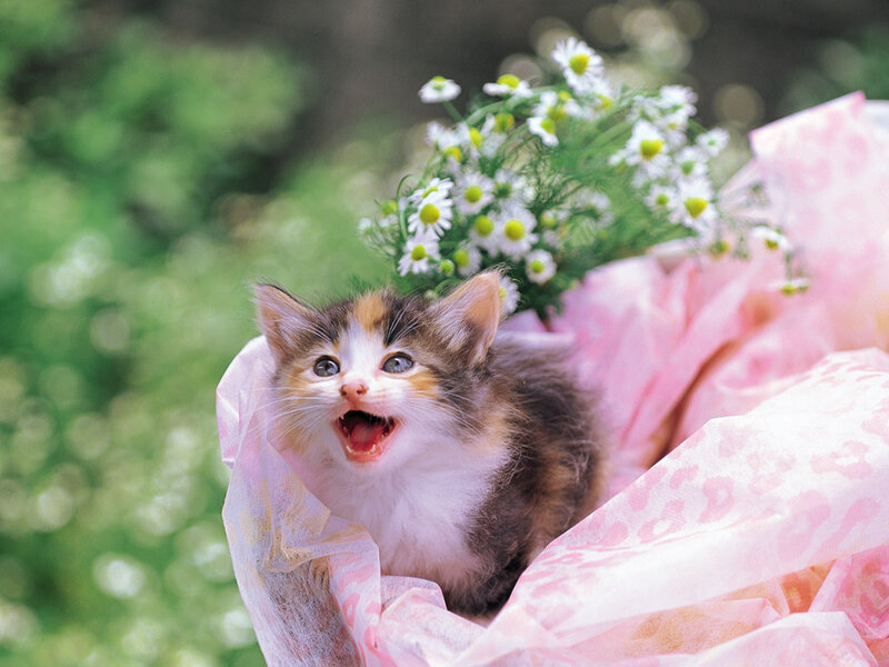 Calico Kitten in Basket — Pink, Playful