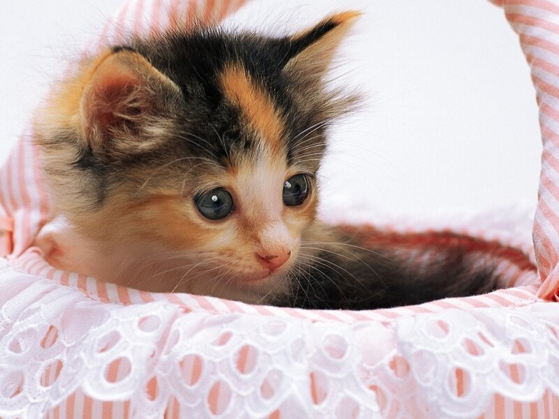 Calico Kitten in Basket — Pink