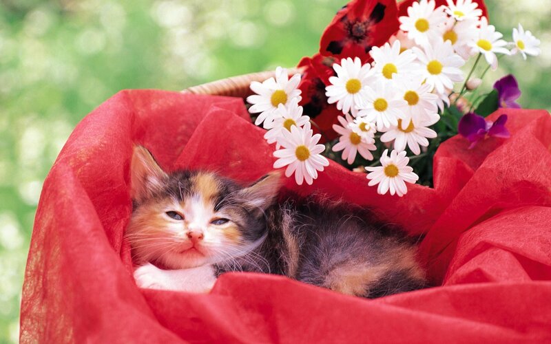 Calico Kitten in Basket — Red