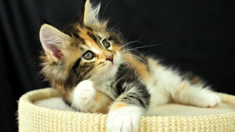 Calico Kitten in Basket — White, Curious, Photograph