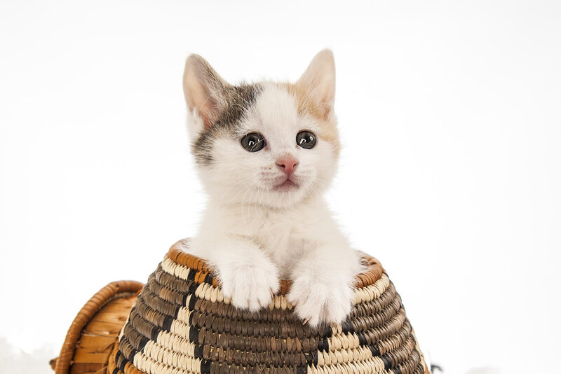Calico Kitten in Basket — White, Innocent