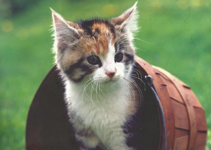 Calico Kitten in Basket — White, Peaceful