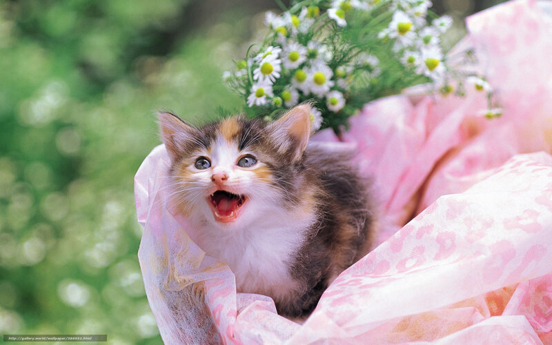 Calico Kitten in Basket — White, Playful