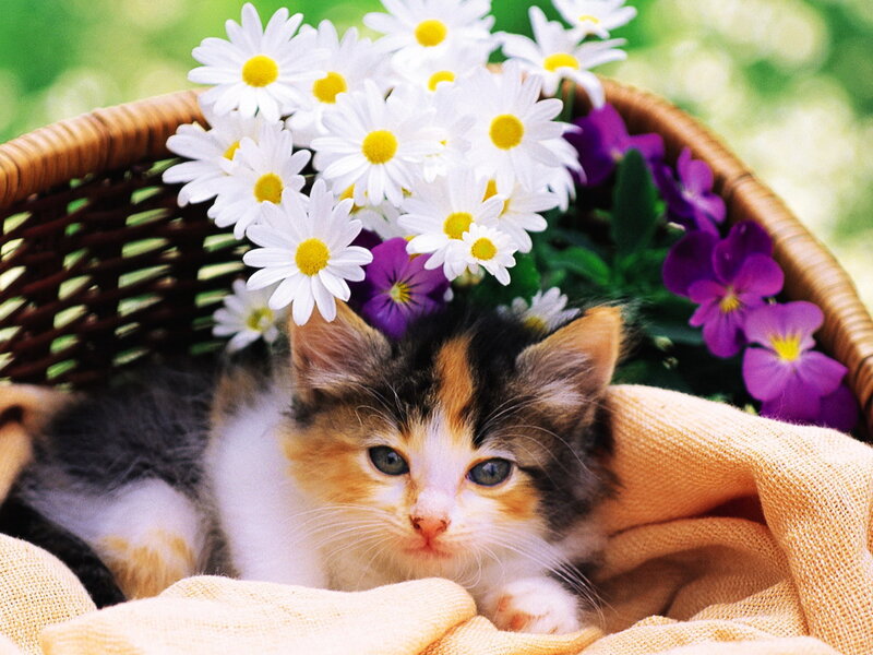 Calico Kitten in Basket — White, Serene, Spring, Photograph