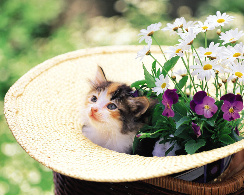 Calico Kitten in Basket — White, Serene, Spring