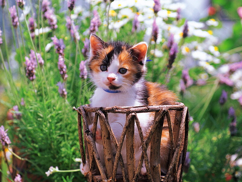 Calico Kitten in Basket — White, Serene, Summer