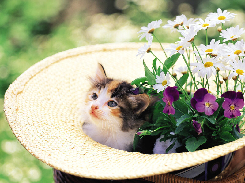 Calico Kitten in Basket — White, Serene