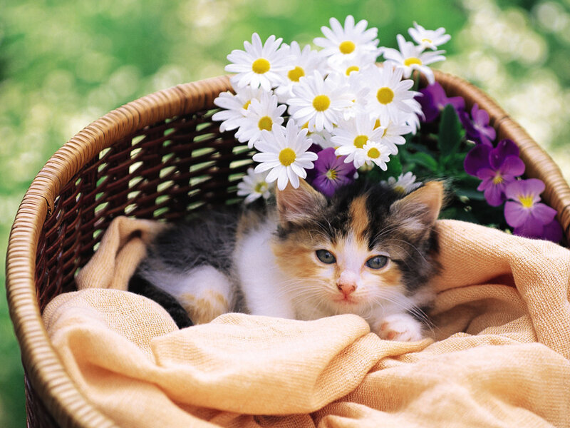 Calico Kitten in Basket — White