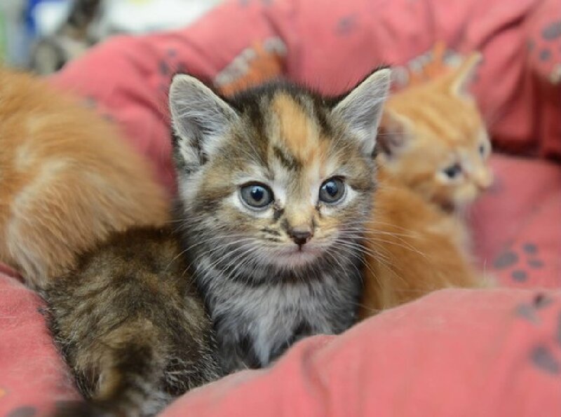 Calico Kitten in Bed