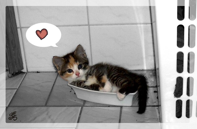 Calico Kitten in Bowl