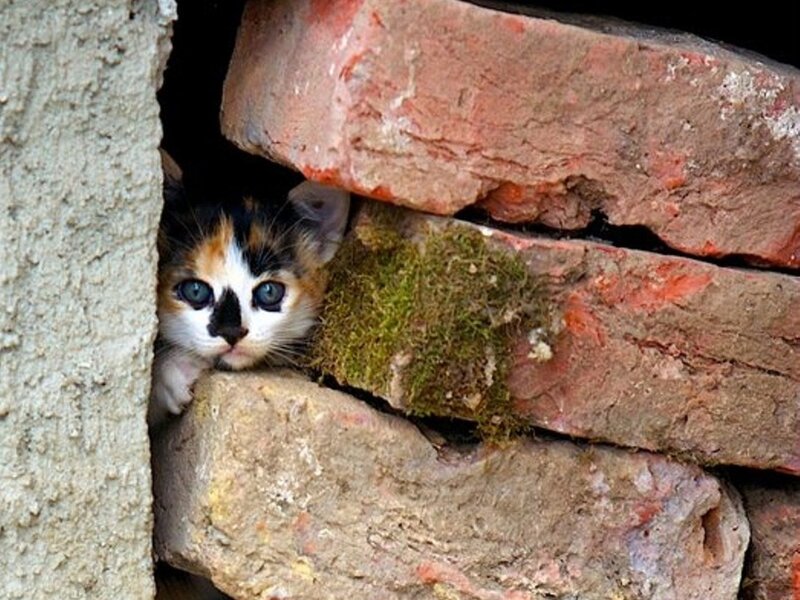Calico Kitten in Bricks