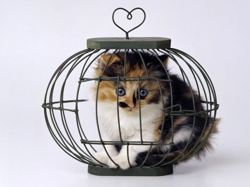 Calico Kitten in Cage — White, Innocent