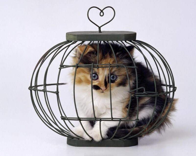 Calico Kitten in Cage — White
