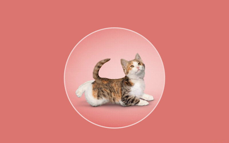 Calico Kitten in Circle