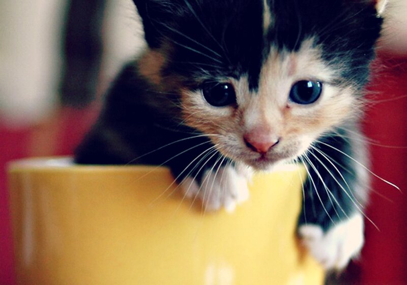 Calico Kitten in Cup