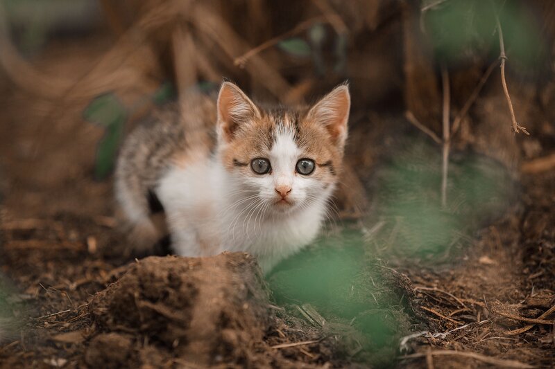 Calico Kitten in Dirt