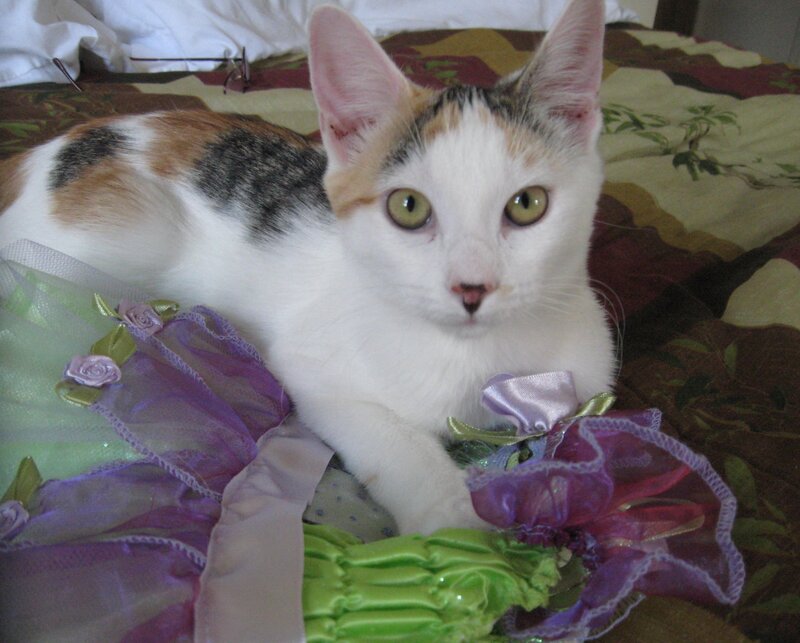 Calico Kitten in Dress