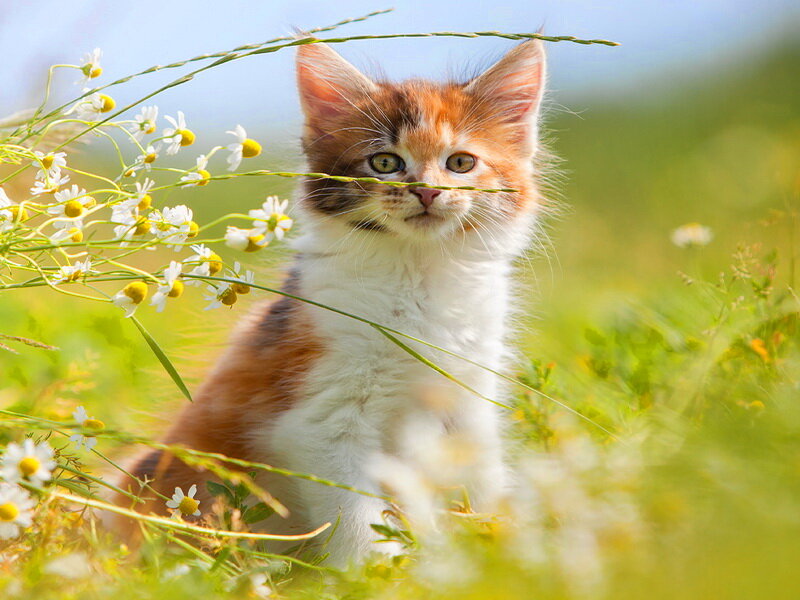 Calico Kitten in Field