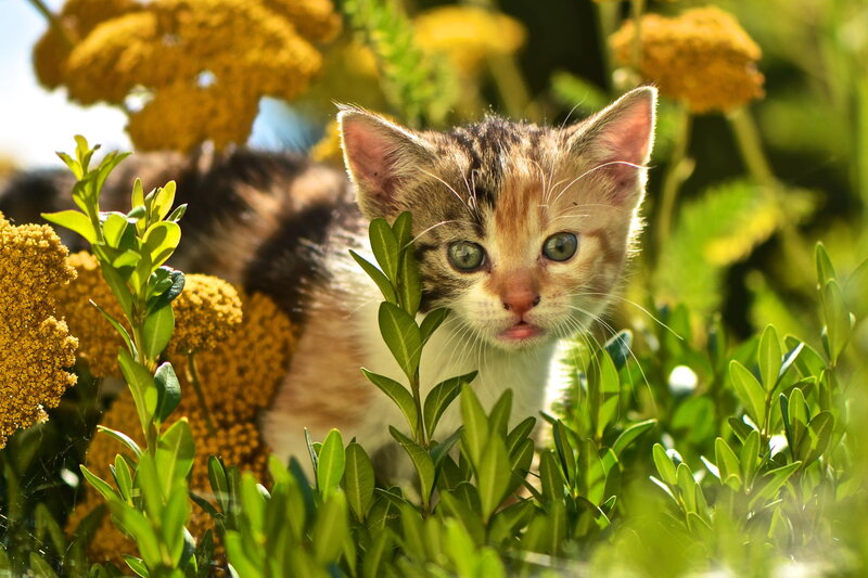 Calico Kitten in Flowers — Green, Curious, Afternoon