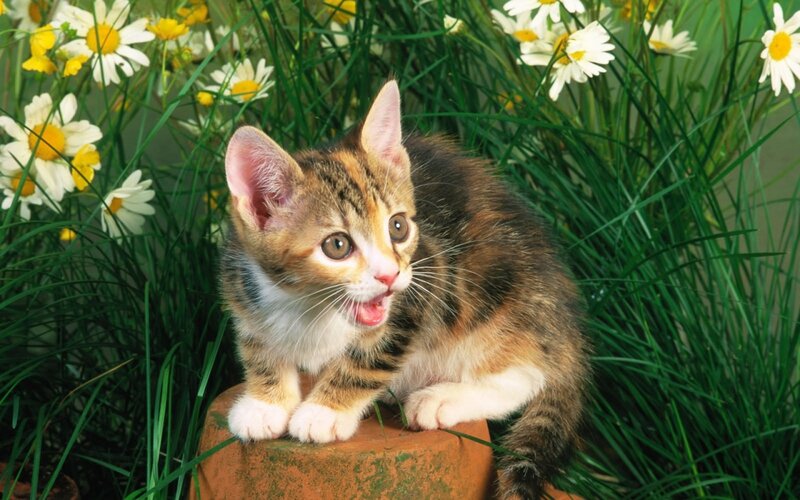 Calico Kitten in Flowers — Green, Curious, Spring