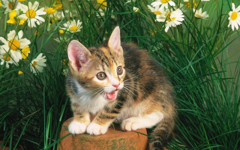 Calico Kitten in Flowers — Green, Curious