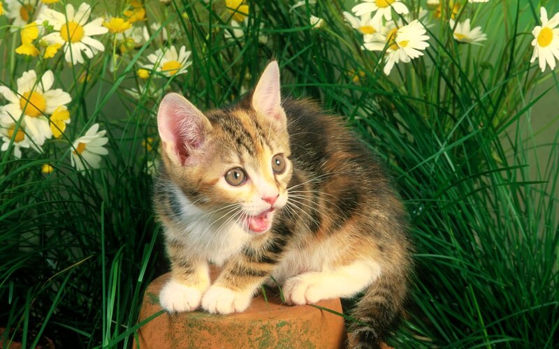 Calico Kitten in Flowers — Green, Playful