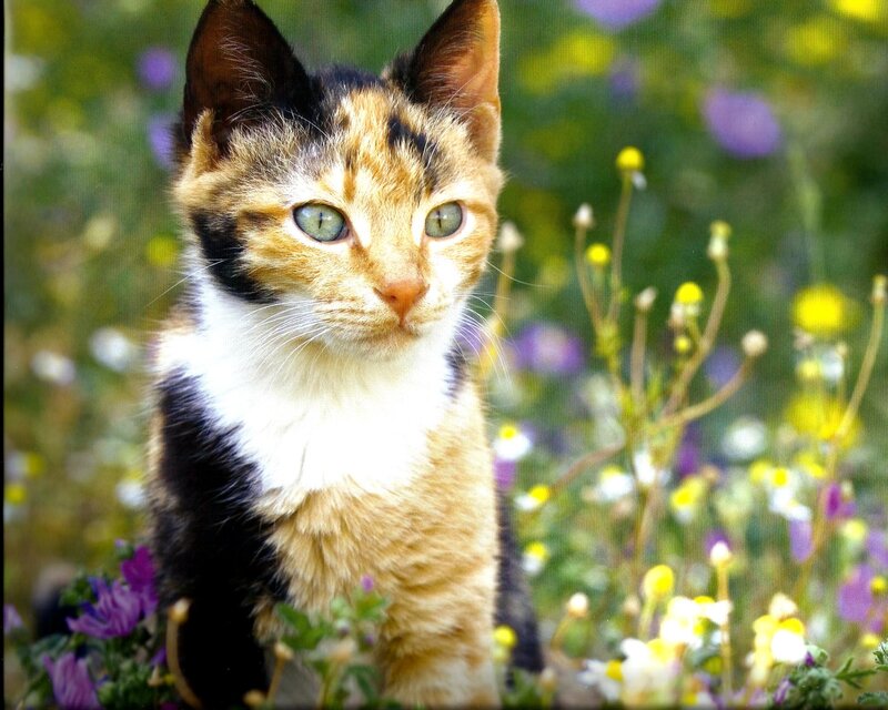 Calico Kitten in Flowers — Orange